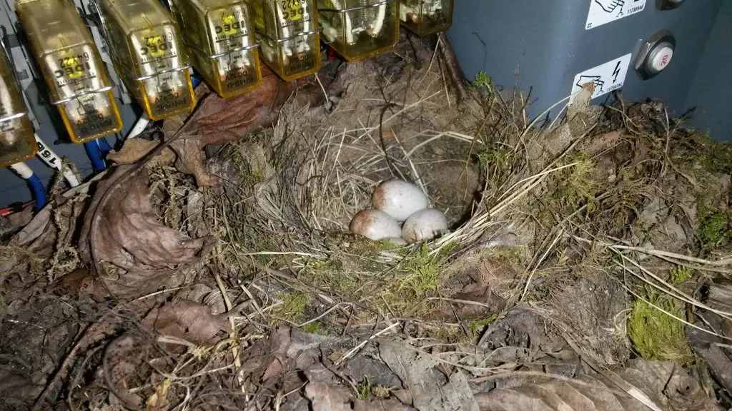 Star-Platforms-eggs-in-nest-1024×576